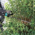 Immagine di Tagliasiepi XGT ® - UH004GZ